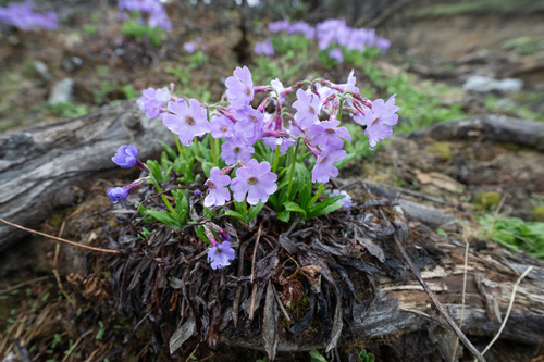 Primula calliantha