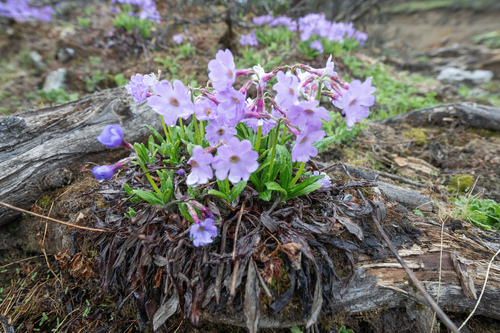 Primula calliantha, photograph 1