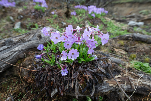 Primula calliantha, photograph 2
