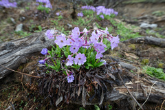 Morten Ross, CC BY, iNaturalist via GBIF Primula calliantha, photograph Morten Ross, CC BY, iNaturalist via GBIF