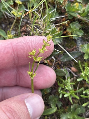 Valeriana celtica