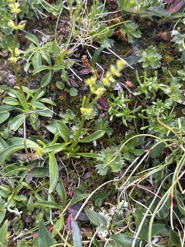 Valeriana celtica, photograph 2