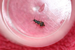 Anthocomus fasciatus