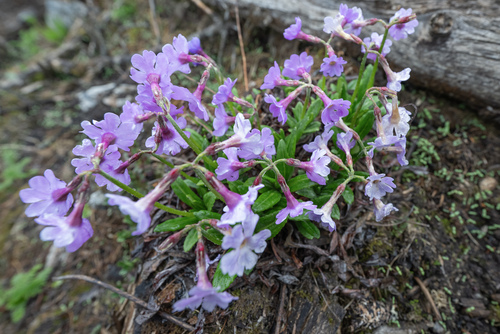 Primula calliantha, photograph 3
