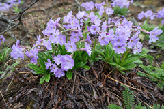 Morten Ross, CC BY, iNaturalist via GBIF Primula calliantha, photograph Morten Ross, CC BY, iNaturalist via GBIF