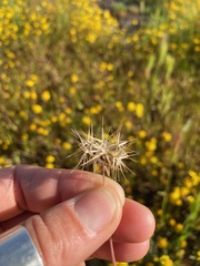 Microseris douglasii