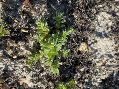 Atriplex flavida