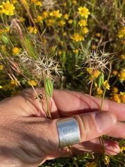 Microseris douglasii