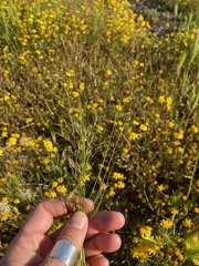 Deschampsia danthonioides