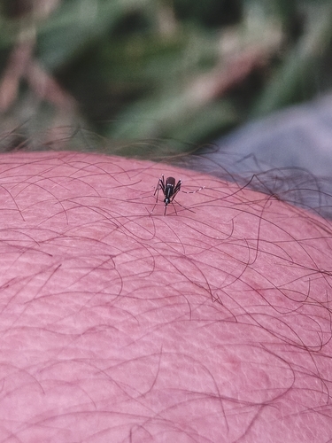 Asian Tiger Mosquito