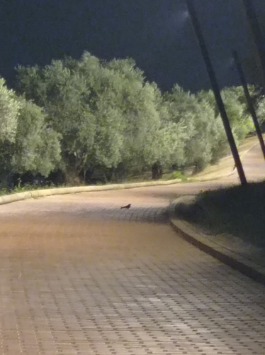 Red-necked Nightjar (Caprimulgus ruficollis), photo 6