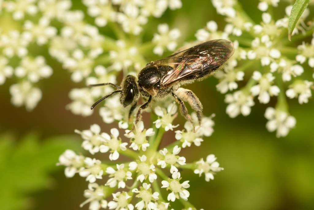 Lasioglossum laeviderme