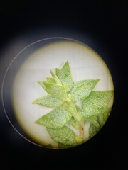 Atriplex flavida