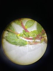 Atriplex flavida