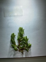 Atriplex flavida