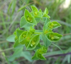 Euphorbia spathulata