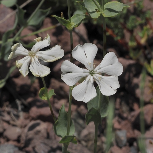 Silene chlorifolia, photograph 3