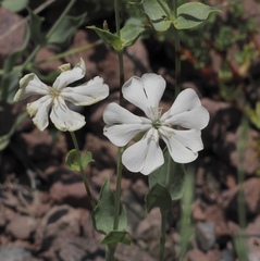 Silene chlorifolia, photograph (c) desertnaturalist, some rights reserved (CC BY)