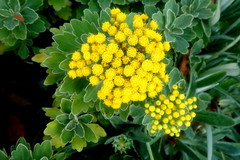 Asteraceae