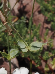Silene chlorifolia, photograph (c) desertnaturalist, some rights reserved (CC BY)