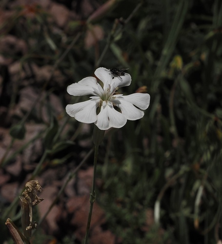 Silene chlorifolia, photograph 1