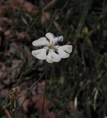 Silene chlorifolia