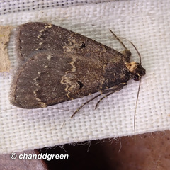 Hydrillodes nilgirialis