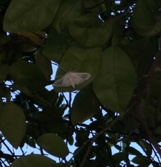 Palpita flegia
