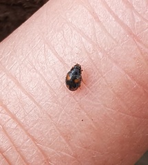 Nephus quadrimaculatus