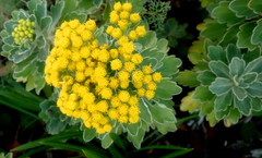 Asteraceae
