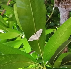 Palpita flegia