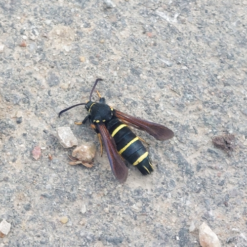 Dusky Clearwing Moth