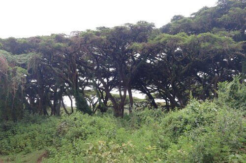 Vachellia abyssinica, photograph 2