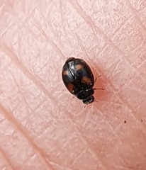 Nephus quadrimaculatus