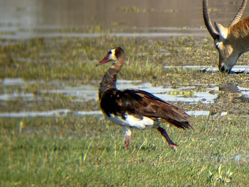 iNaturalist: (c) Chris Hughes, some rights reserved (CC BY-NC), uploaded by Chris Hughes iNaturalist image
