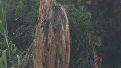 Magnoliopsida