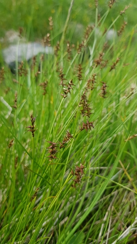 Carex davalliana, photograph 5