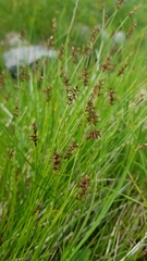 Carex davalliana, photograph (c) Bastien Alegot, some rights reserved (CC BY)