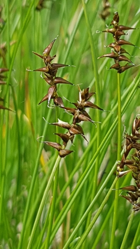 Carex davalliana, photograph 6