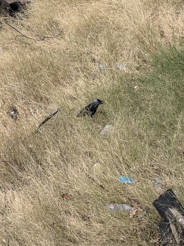 Algerian jackdaw
