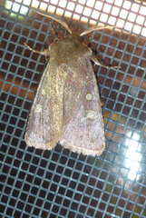 Cerastis tenebrifera