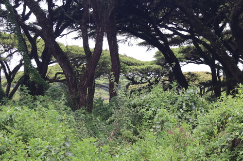 Vachellia abyssinica, photograph 1