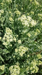 Lepidium draba
