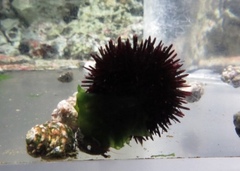 Heliocidaris crassispina