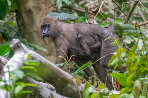 Mandrill