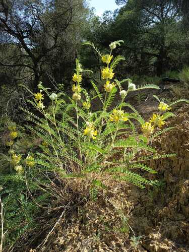 Astragalus alopecuroides