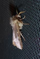 Cerastis tenebrifera