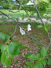Prunus × yedoensis