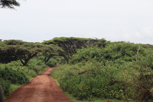 Vachellia abyssinica, photograph 4