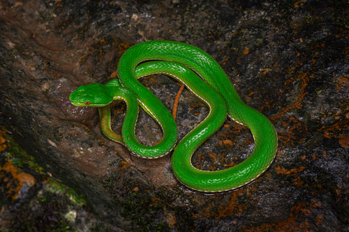 Chinese Green Tree Viper, photo 6 of 8